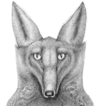 Image 2 of Fox