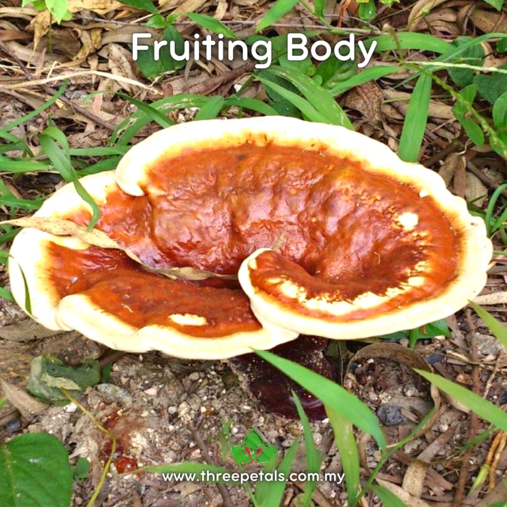 Tropical Bracket (Ganoderma Tropicum) Live Mycelium Mushroom Culture Spawn Seed