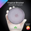 Tropical Bracket (Ganoderma Tropicum) Live Mycelium Mushroom Culture Spawn Seed
