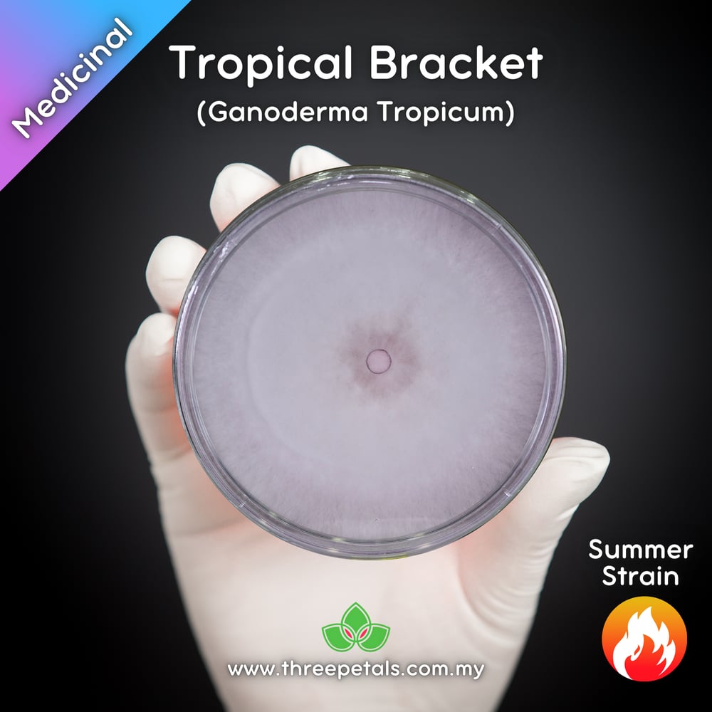 Tropical Bracket (Ganoderma Tropicum) Live Mycelium Mushroom Culture Spawn Seed