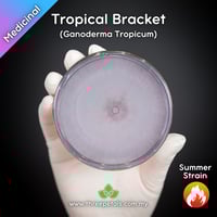 Image 1 of Tropical Bracket (Ganoderma Tropicum) Live Mycelium Mushroom Culture Spawn Seed