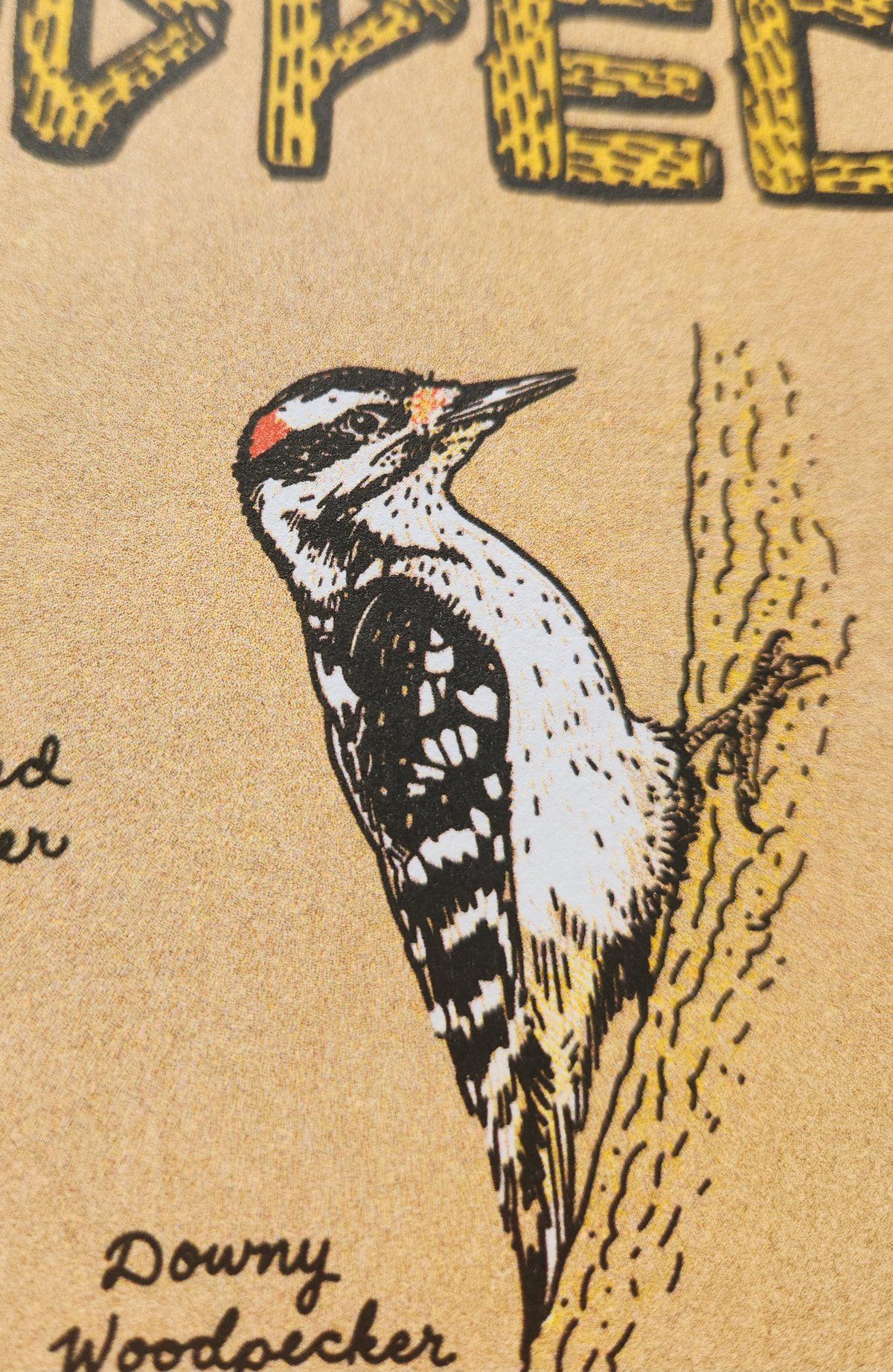 Image of Common American Woodpecker risograph