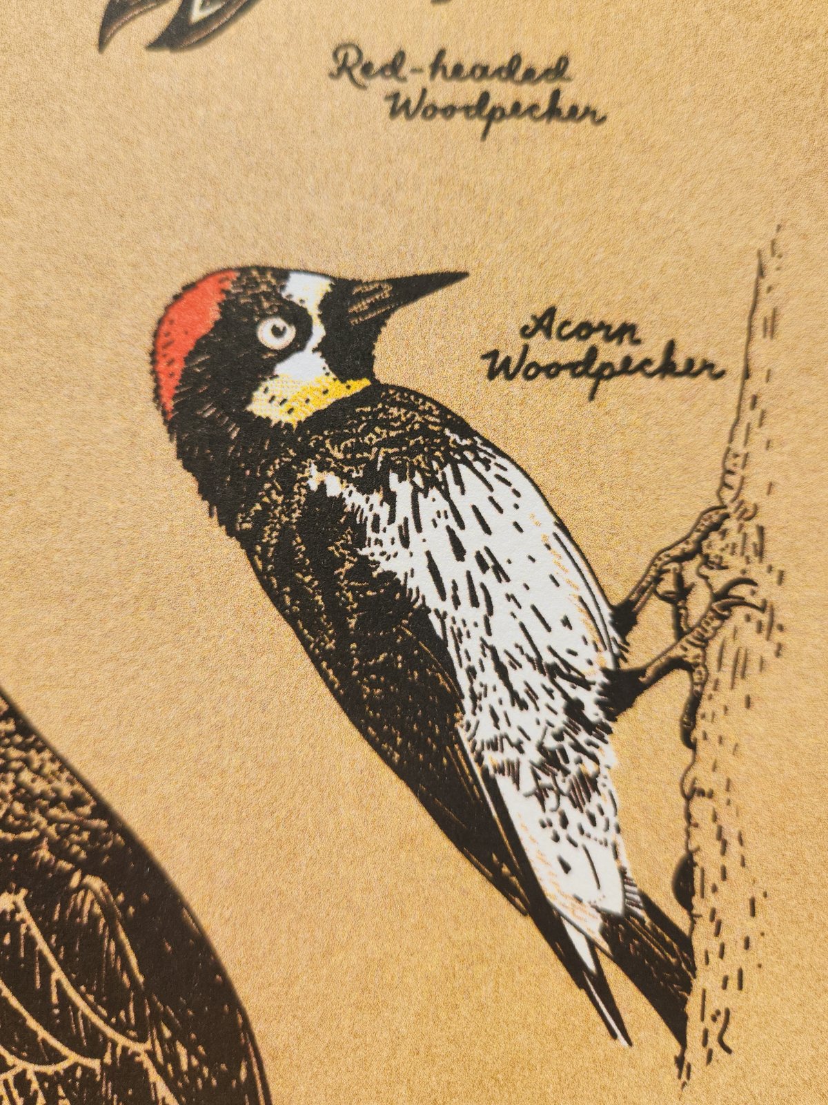 Image of Common American Woodpecker risograph