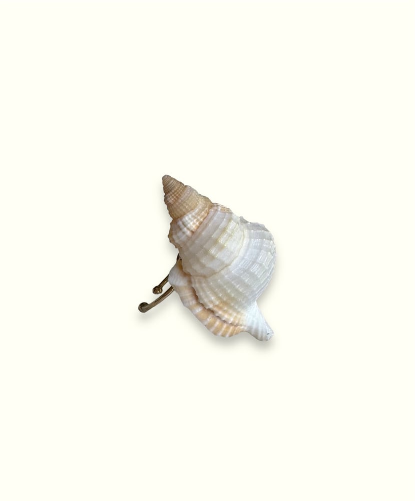 Image of tulip shell ring 
