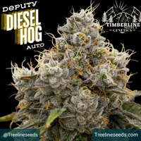 Image 1 of Timberline Select ~ Deputy Diesel Hog Auto