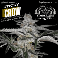 Image 1 of Timberline Select ~ Sticky Crow