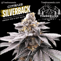 Image 1 of Timberline Select ~ Citrus Silverback 