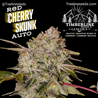 Image 1 of Timberline Select ~ Red Cherry Skunk Auto 
