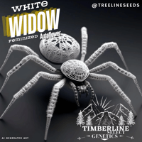 Image 1 of Timberline Select ~ White Widow Auto