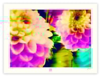 Image 1 of DREAMING OF DAHLIAS(18X24)