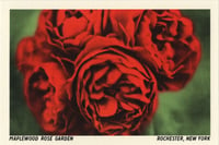 Image 1 of Maplewood Rose Garden Postcard