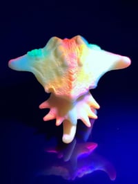 Image 2 of Burning Glow Florescent Cambrigon 