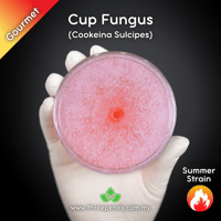 Image 1 of Cup Fungus (Cookeina Sulcipes) Live Mycelium Mushroom Culture Spawn Seed