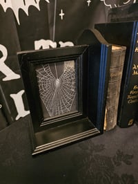 Image 4 of Gothic black BOOKENDS  with real preserved webs - PAIR 