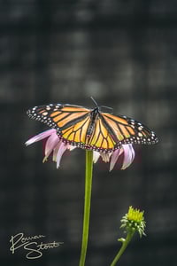 Image 2 of Monarch Butterfly