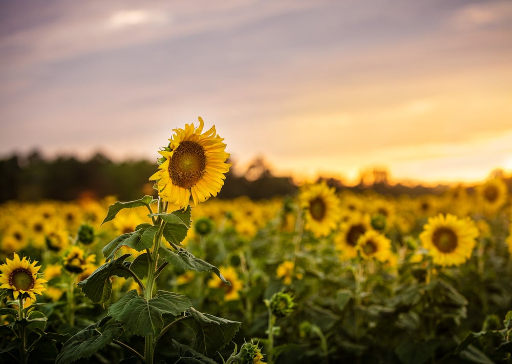 Image of Sunflowers Sessions 