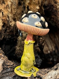 Image 1 of Black Mushroom with Eyes and dangling dew