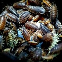 Image 2 of Royal Mix (Porcellio Scaber/Armadillium Vulgare)