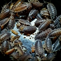 Image 3 of Royal Mix (Porcellio Scaber/Armadillium Vulgare)
