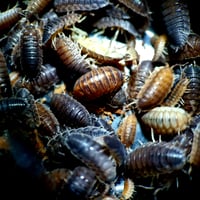 Image 1 of Royal Mix (Porcellio Scaber/Armadillium Vulgare)