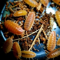 Image 2 of Orange (Porcellio Scaber)