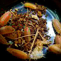 Image 3 of Orange (Porcellio Scaber)