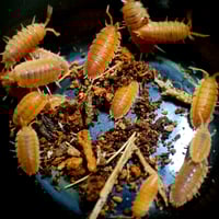 Image 4 of Orange (Porcellio Scaber)