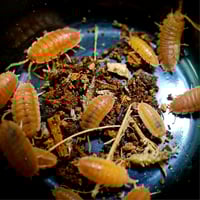 Image 5 of Orange (Porcellio Scaber)