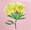 yellow peony no. 2
