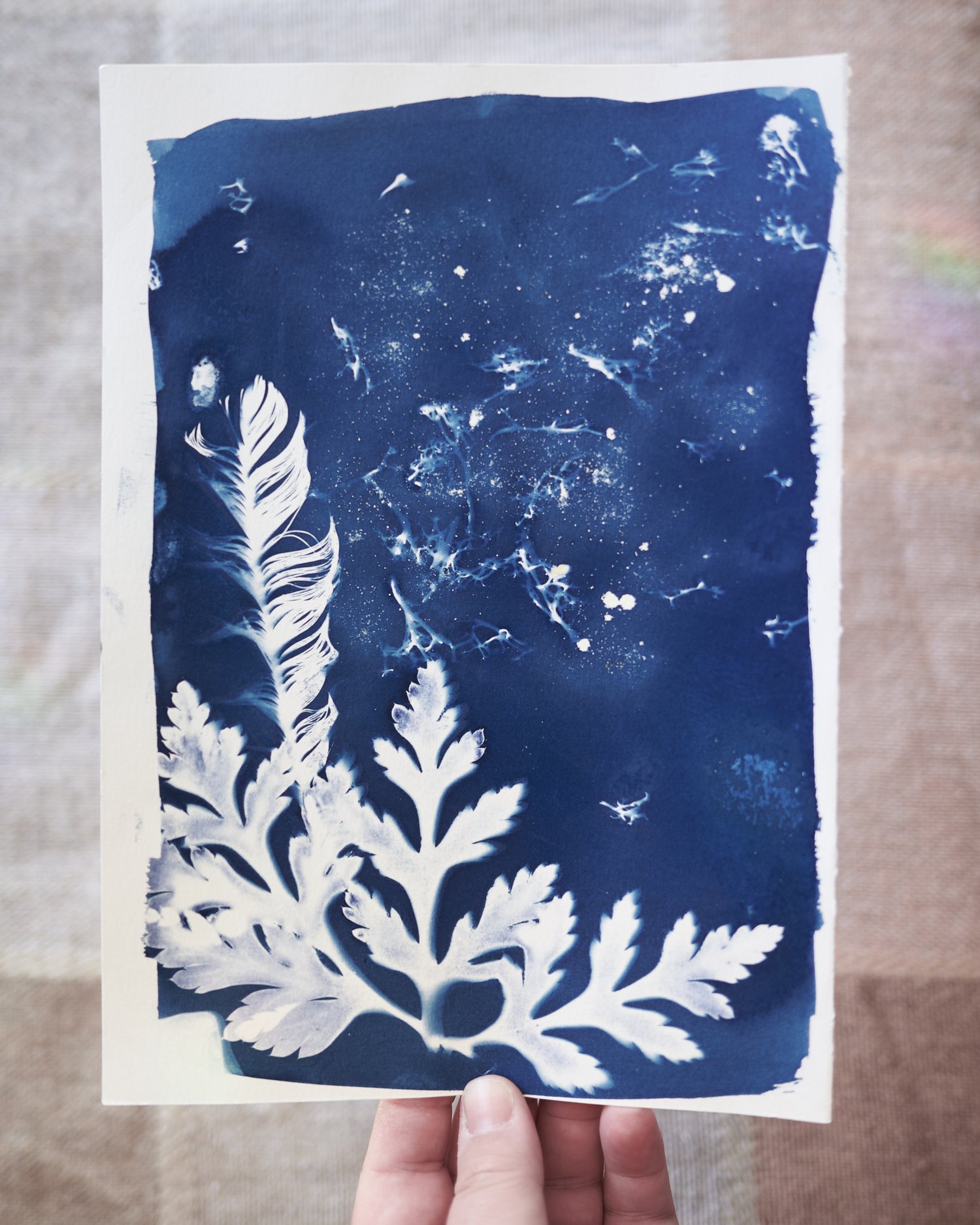 Image of Feather and Leaves Original Cyanotype