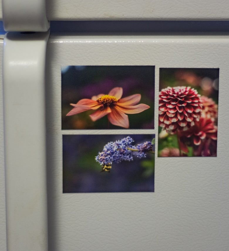 Image of Flower Magnet Pack 1