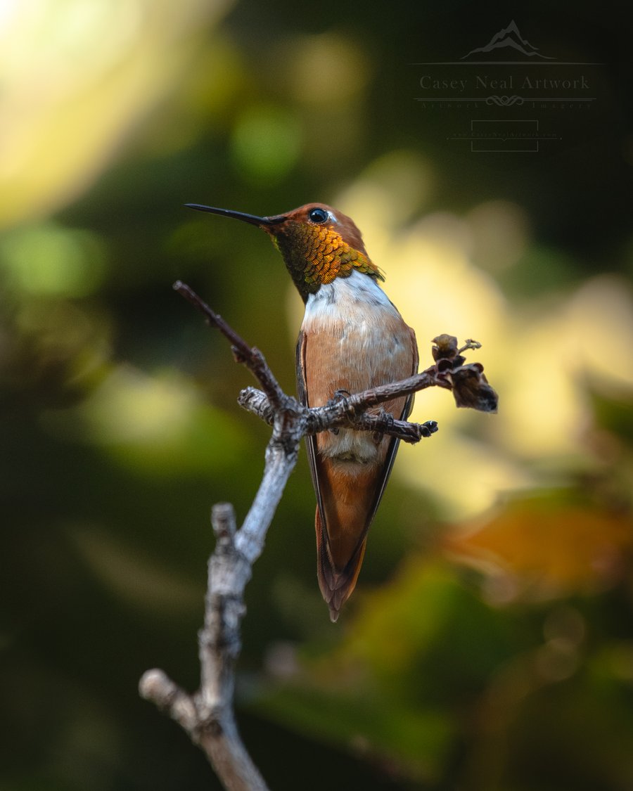 Image of The Rufous Hummingbird