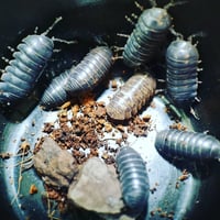 Image 1 of Wild Type (Armadillidium Vulgare)