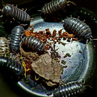 Image 1 of Isopods - Cf Spherillo sp.
