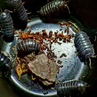 Image 2 of Isopods - Cf Spherillo sp.