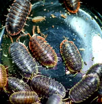 Image 1 of Isopods (Merulana Helmsiana)