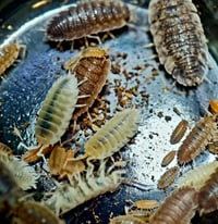 Image 1 of Isopods - Scaber White/Wild Mix 