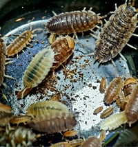 Image 2 of Isopods - Scaber White/Wild Mix 