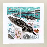 Image 1 of Mousehole Turnstones Large Print