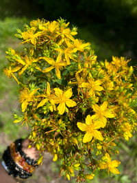 Image 2 of Aceite de Hipérico
