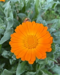 Image 2 of Aceite de Caléndula