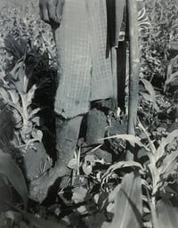 Image 6 of Jackie Nickerson - Farm