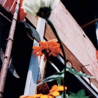 Image 8 of Jack Davison - Song Flowers