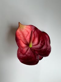 Image 1 of anthurium claw clip