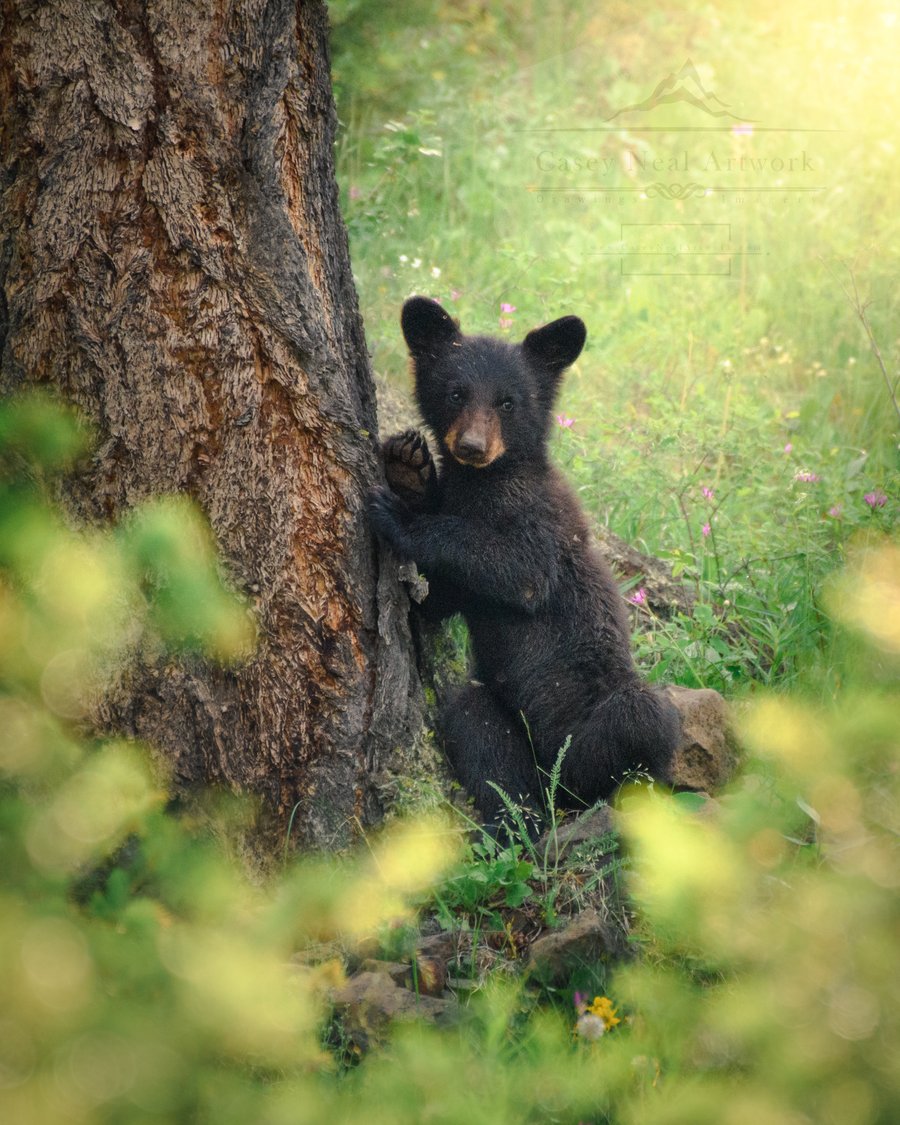 Image of Sunlight Cub