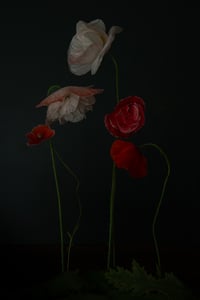 Still Life with Mixed Poppies