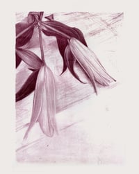 Image 1 of Two lilies