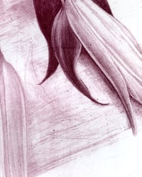 Image 2 of Two lilies