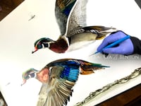 Image 2 of WOOD DUCKS IN FLIGHT