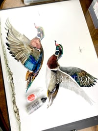 Image 3 of WOOD DUCKS IN FLIGHT